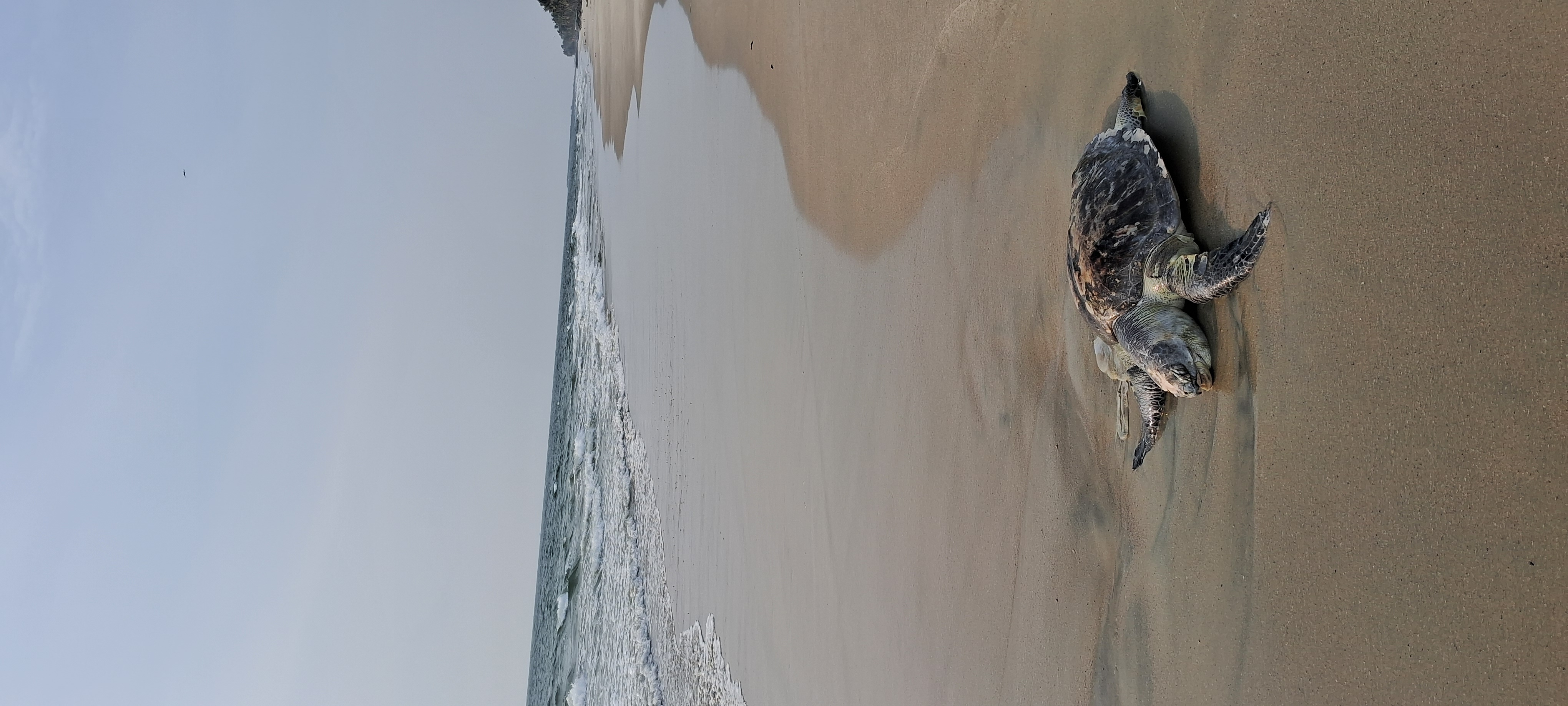 deceased Olive Ridley sea turtle was found washed ashore on pallithode beach